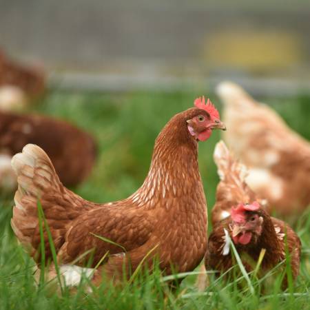 Jak postavit kurník pro slepice?