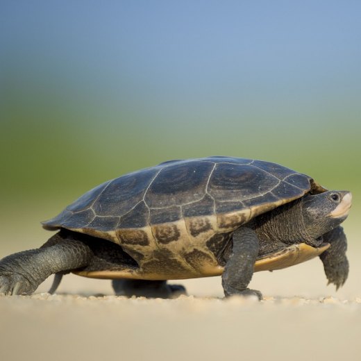 Jak postavit výběh pro želvu?