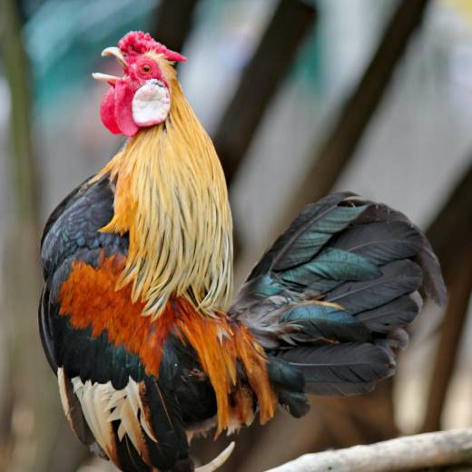 Jak poznat kohouta od slepice?