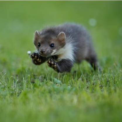 Jak poznat kunu na půdě?