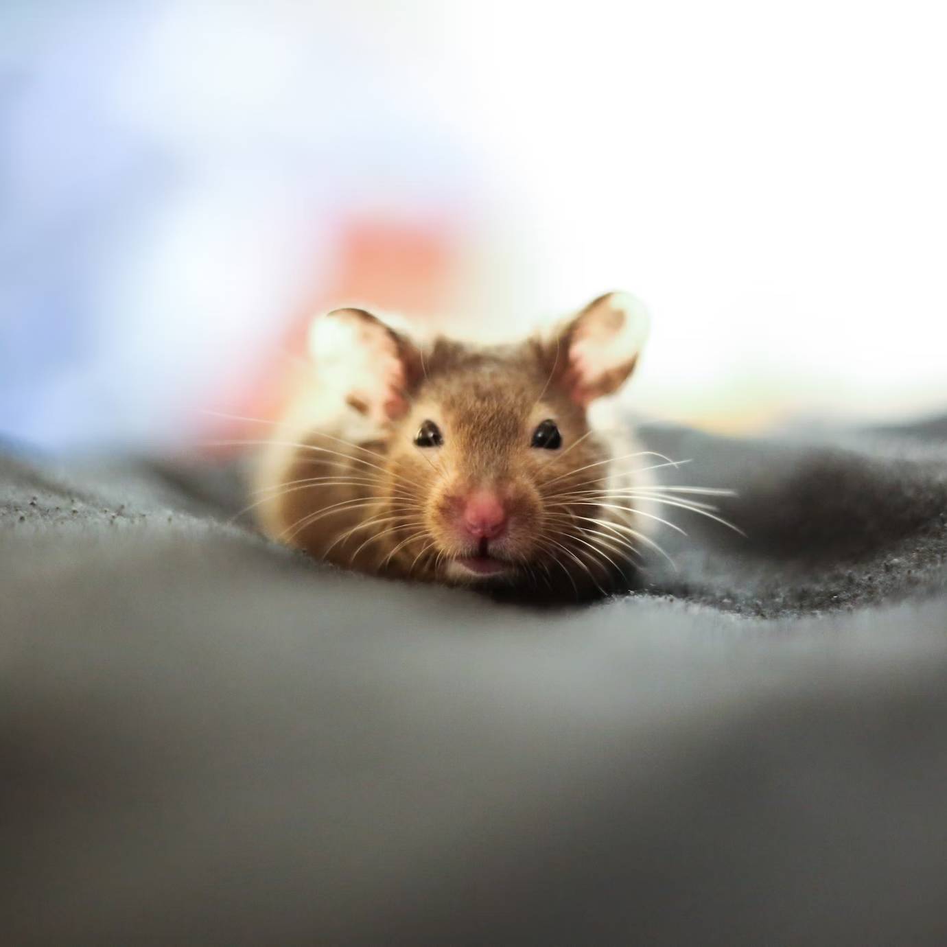 Jak poznat, že potkan umírá? Varovné signály