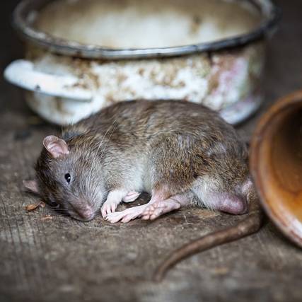 Jak se zbavit myší humánně? Co pomáhá?