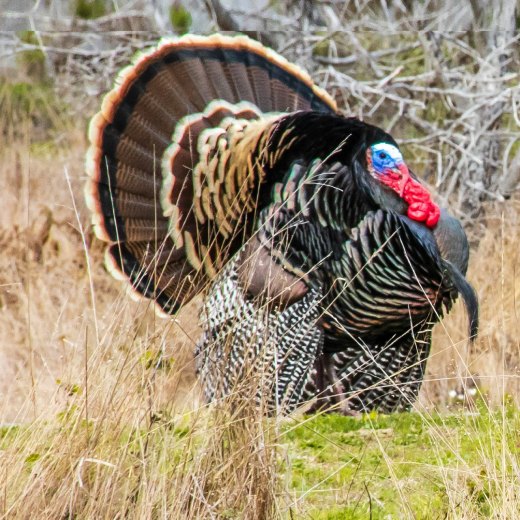 Jak se starat o mládě krůty?