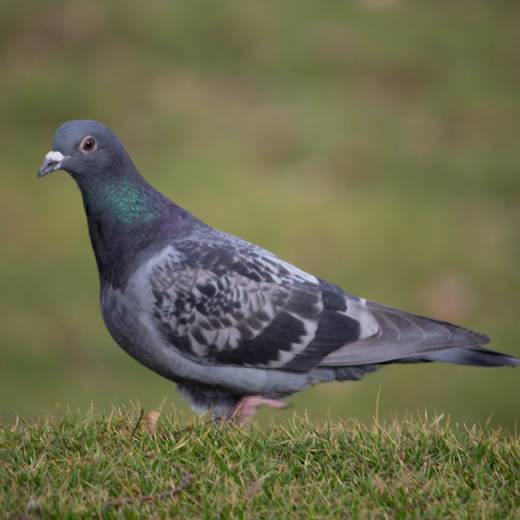 Jak se zbavit holubů na balkoně?