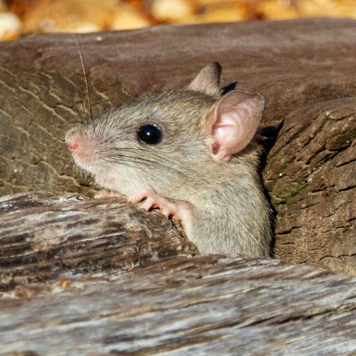 Jak se zbavit krys na zahradě?