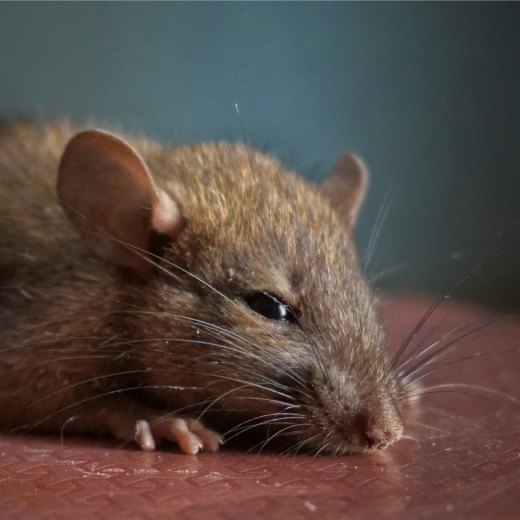Jak se zbavit krys v domě?