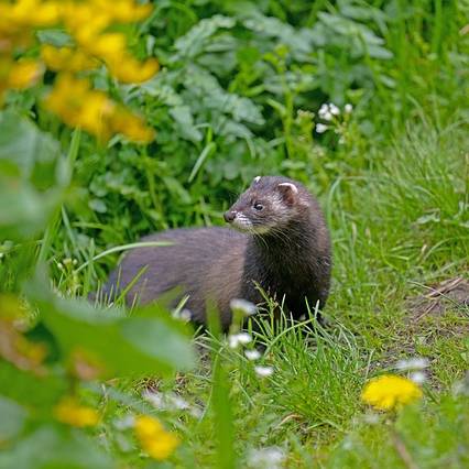 Jak se zbavit kuny na zahradě?