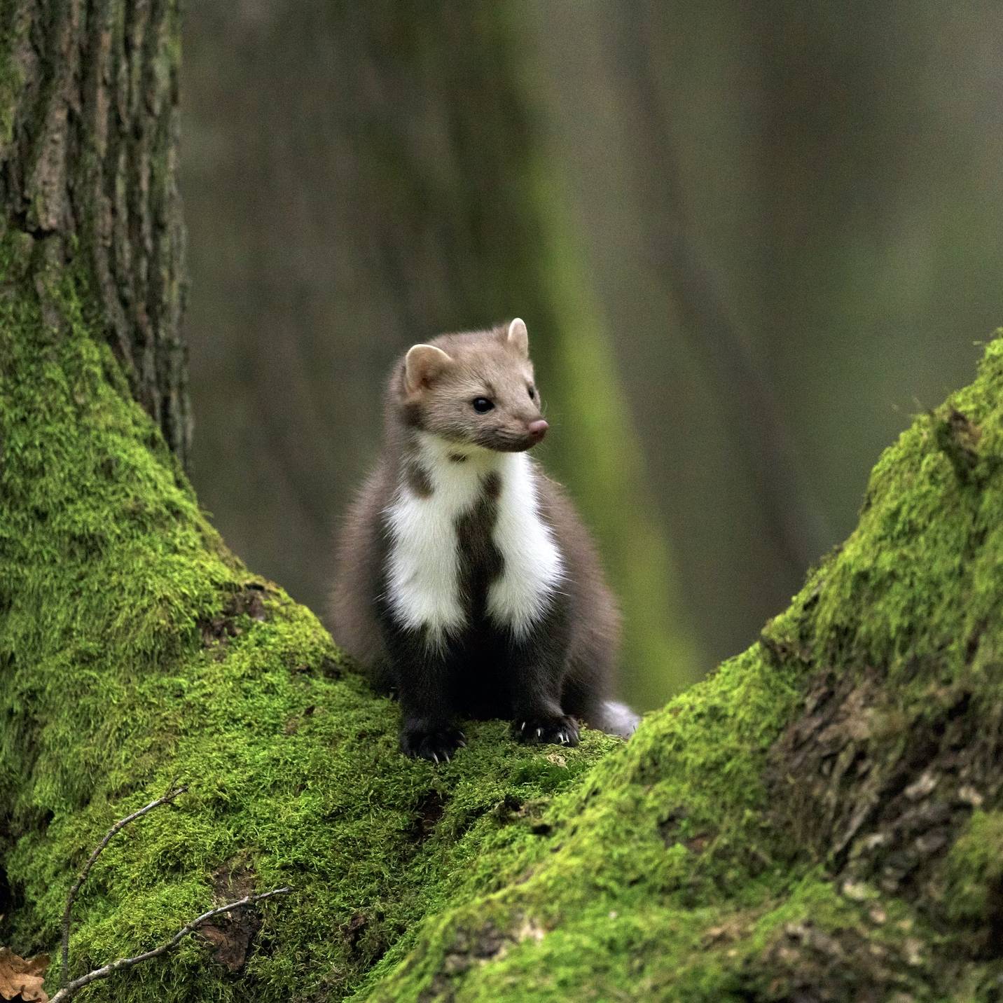 Jak se zbavit kuny na půdě? Tipy, rady a návody