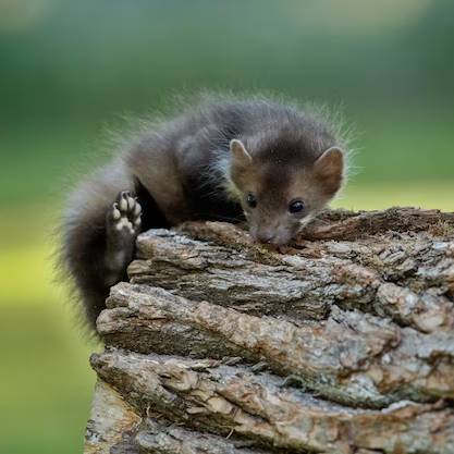 Jak se zbavit kuny pod střechou? 5 účinných tipů!