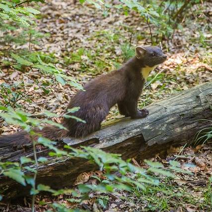 Kuna ve střeše: jak se jí zbavit?