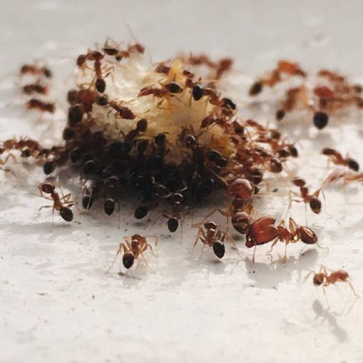 Jak se zbavit mravenců? Osvědčené způsoby