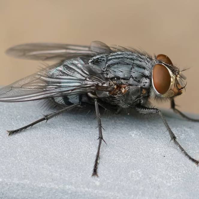 Jak se zbavit much? Nejlepší babské rady