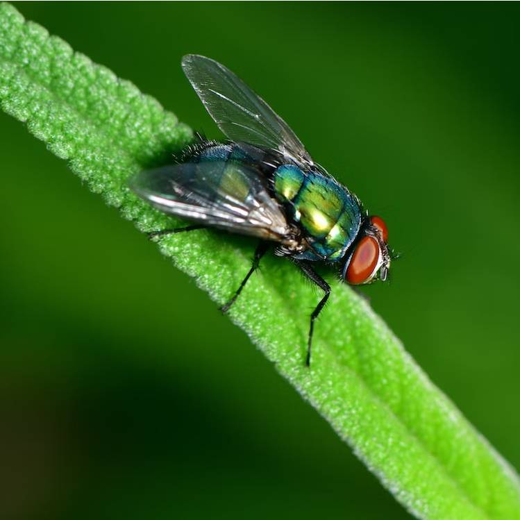Jak se zbavit much v domě? Rychlý a efektivní způsob