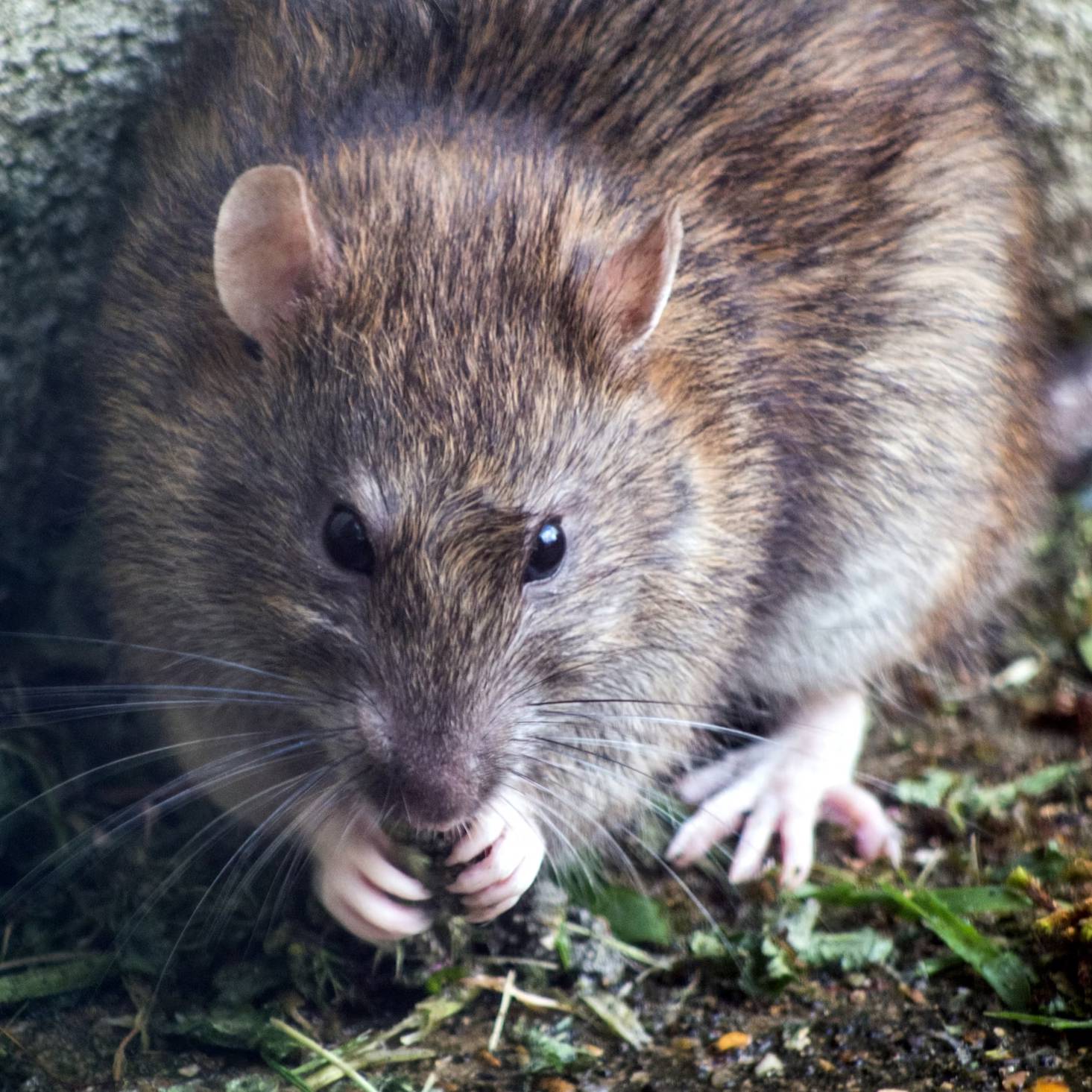 Jak se zbavit potkanů? Jaká návnada je nejlepší?