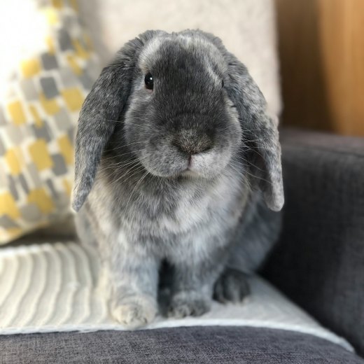 Jak si hrát s králíkem?