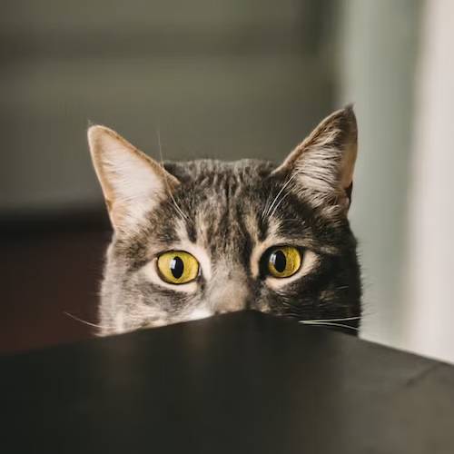 Jak vyrobit odpuzovač koček? Návod krok za krokem