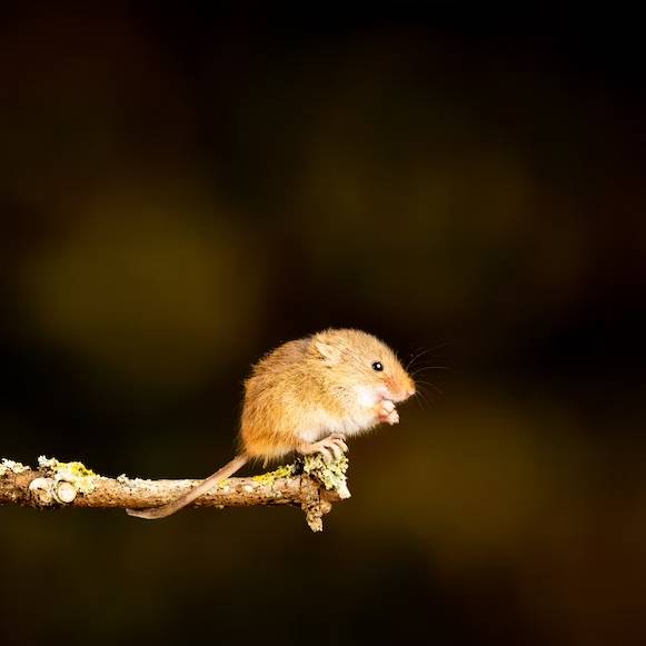 Jak si vyrobit past na myš? Návod krok za krokem