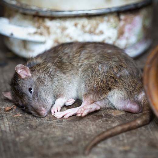 Jak vybrat jed na krysy?