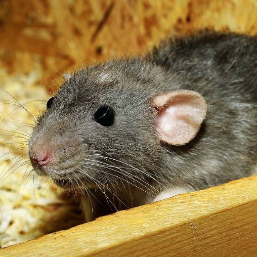 Jak vybrat jed na potkany