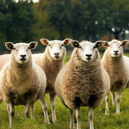 Jak vybrat krmivo pro ovce a lamy?