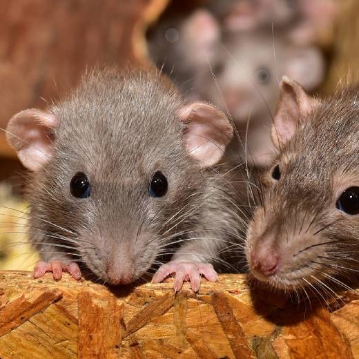 Jak vybrat návnadu na potkany?