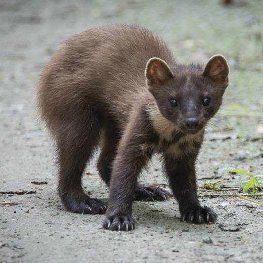 Pachové odpuzovače: kompletní průvodce
