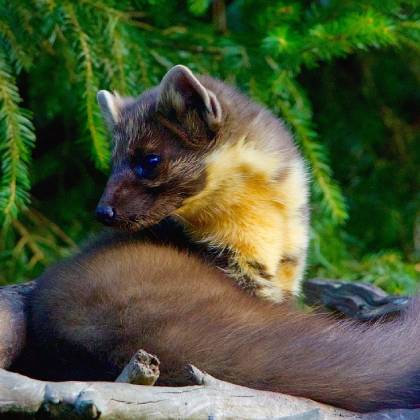 Jak vybrat ultrazvukový plašič?