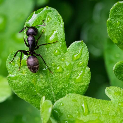Jak na mravence? Co proti nim pomáhá?