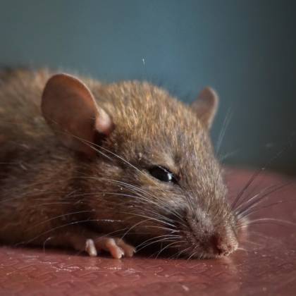 Jak vyrobit past na potkana?
