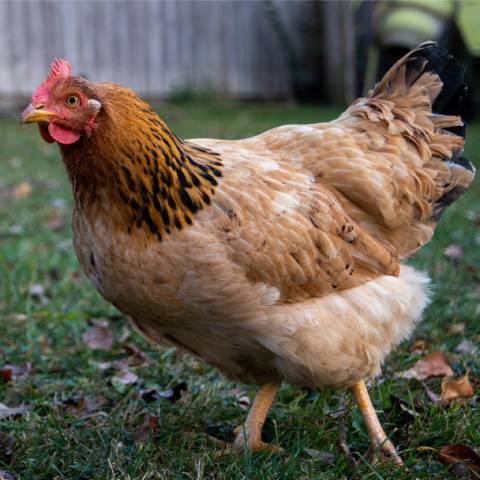 Jak vysoko mají být hřady v kurníku?