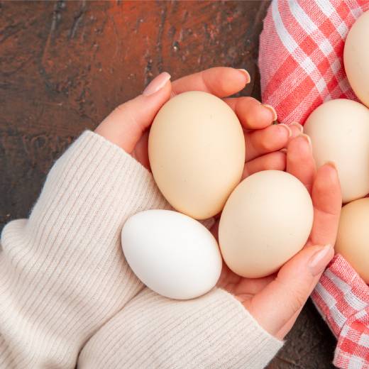 Jak vzniká vejce ve slepici?