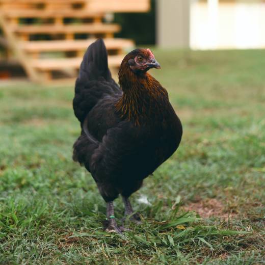 Jak začít s chovem slepic? Průvodce pro začátečníky