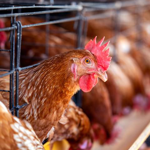 Jak zateplit kurník? Rady a tipy