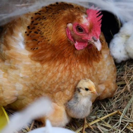 Jak dlouho sedí slepice na vejcích?