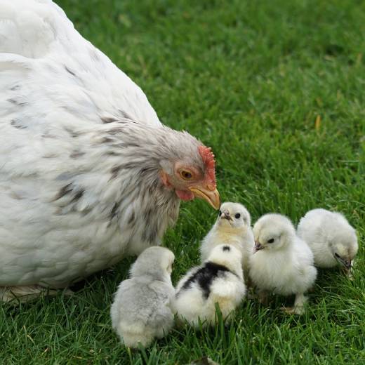 Jak dlouho snáší slepice jedno vejce?