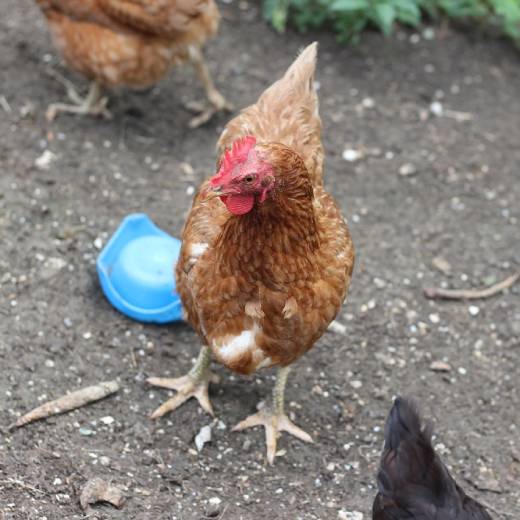 Jak naučit slepice chodit do kurníku?