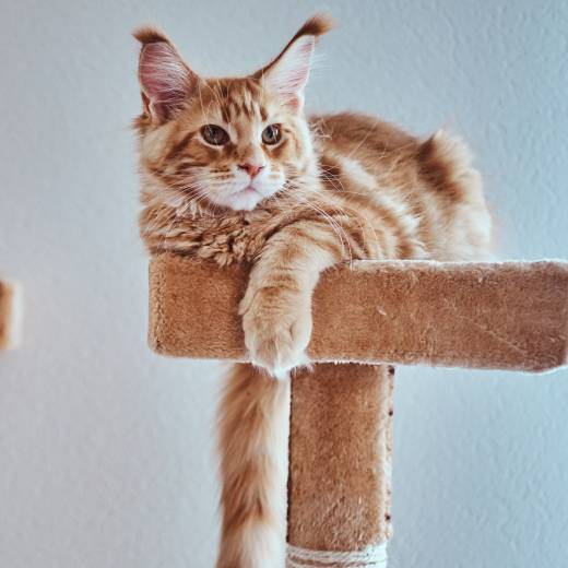 Jak naučit kočku na škrabadlo?