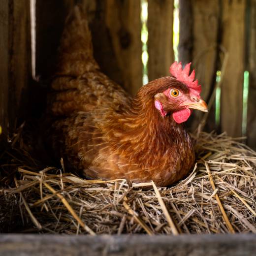 Jak naučit slepice hřadovat? Tipy a triky