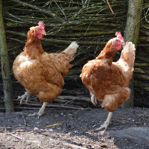 Jak ochránit slepice před dravci? Co vám pomůže?