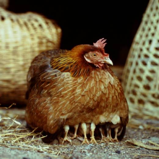 Jak postavit výběh pro slepice? Co je nutné?