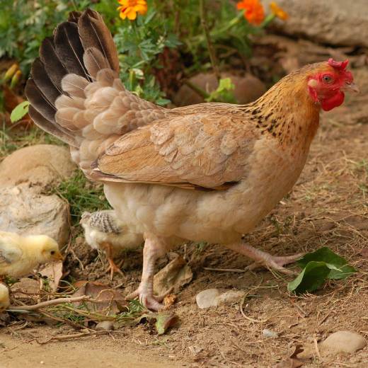 Jak poznat, která slepice nenese vajíčka?