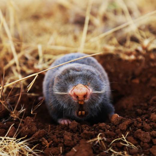 Jak se zbavit krtků na zahradě?