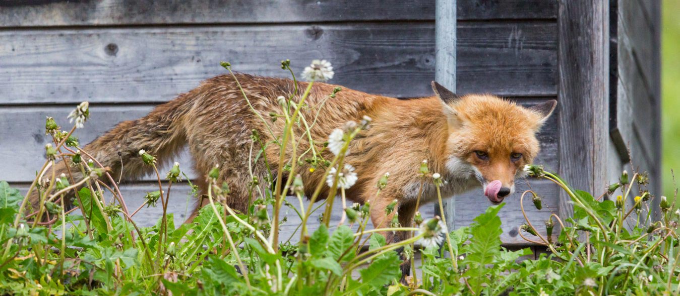 Jakou past vybrat na lišku?