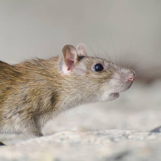 Jak se zbavit myší? Osvědčené rady