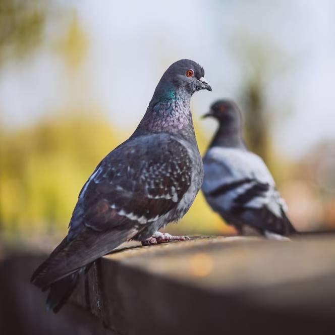 Jak si vyrobit plašič na holuby? Návod krok za krokem