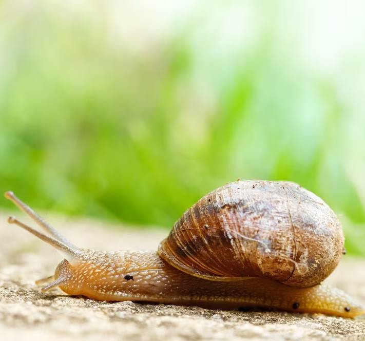 Jak si vyrobit past na slimáky z PET lahve? Návod krok za krokem