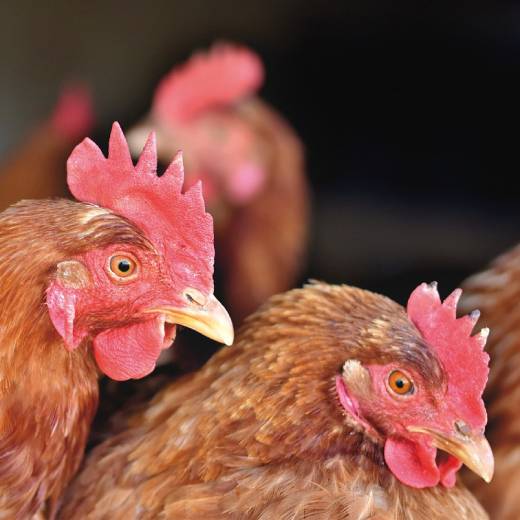 Jak slepice snáší vejce? Mnohé z vás překvapí