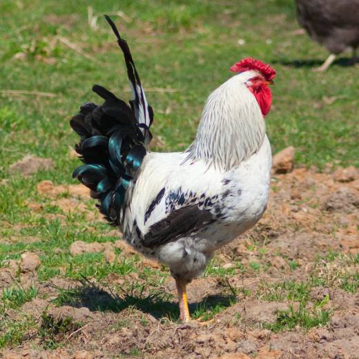 Jak oškubat slepici? Návod krok za krokem