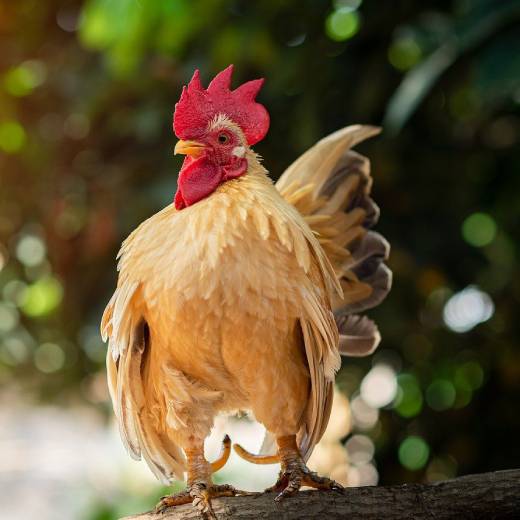 Jak udělat doma šrot pro slepice?