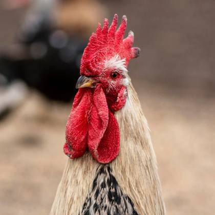 Jak velký výběh pro slepice je potřeba?